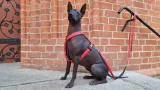 dingo-szelki-dwupaskowe-guard-terra-fire-rozmiar-s-stan-nowy