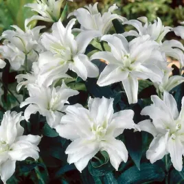 lilia-orientalna-pelna-guapa-xxl-20-1-szt-cebulki-cebule-lilii-lilie