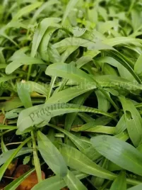 dzielzan-hoopesa-miododajna-i-dekoracyjna-bylina