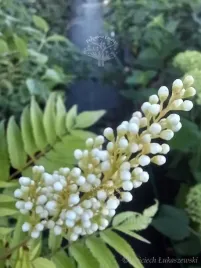 tawlina-jarzebolistna-sem-miododajna-i-dekoracyjna