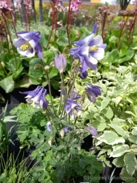 orlik-niski-mix-sadzonka-bylina-skalniak