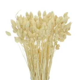 suszony-phalaris-mozga-kanar-bielony-80-szt