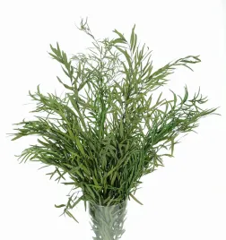 suszony-eukaliptus-willow-zielony-suszone-liscie