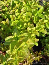 mieta-orange-aromat-z-nuta-owocowa