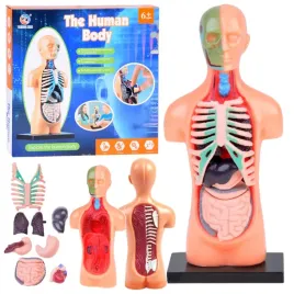 anatomia-ciala-czlowieka-zestaw-edukacyjny-organy-ludzkie