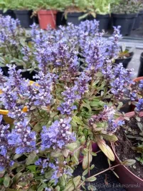 dabrowka-rozlogowa-waskolistna-rabata-bylina