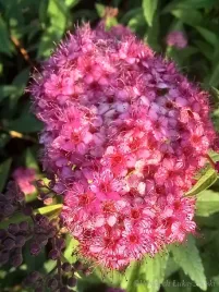 tawula-japonska-neon-flash-okrywowa-klomby-obwodki