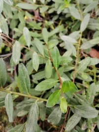 wierzba-moorei-rzadka-unikatowa-dla-kolekcjonerow