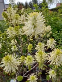 fotergilla-mount-airy-pachnace-biale-kwiatostany