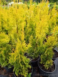 malonyana-aurea-thuja-o-zlotym-wybawieniu