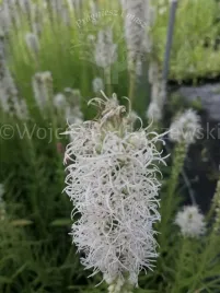 liatria-klosowa-biala-bylina-na-skalniak