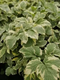 podagrycznik-pospolity-variegatum-bylina-okrywowa