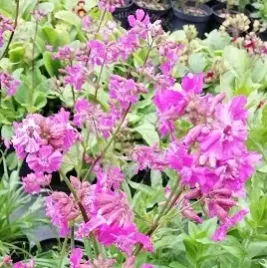 firletka-smolka-sadzonka-bylina-skalniak