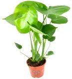 monstera-deliciosa-piekna-duza-50-cm-p14-rodzaj-rosliny-inny