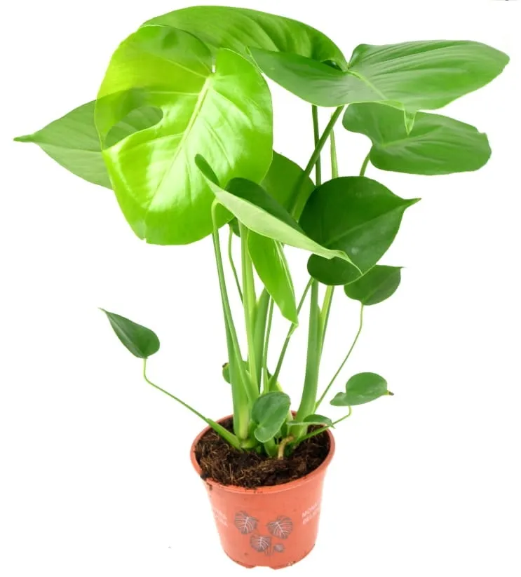 monstera-deliciosa-piekna-duza-50-cm-p14-rodzaj-rosliny-inny