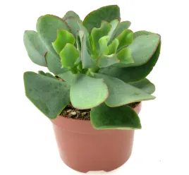 crassula-arborescens-drzewko-szczescia-16-cm-p10