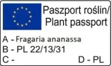 truskawka-pnaca-wiszaca-1l-nazwa-lacinska-inna
