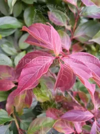 deren-karlowy-sadzonka-skalniak-rabata-park