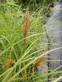 miskant-chinski-krater-ideal-ksztaltu-piekne-barwy