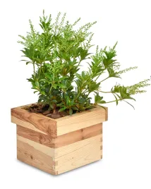 doniczka-drewniana-donica-oslonka-na-kwiaty-ziola-balkon-taras-kwadrat-20cm