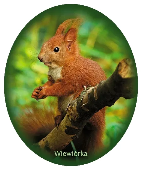 naklejka-wiewiorka-33