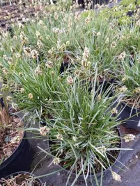 sesleria-blekitna-trawa-wieloletnia-zimozielona