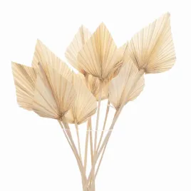 suszony-lisc-palmowy-bielony-palm-spear-strzalka