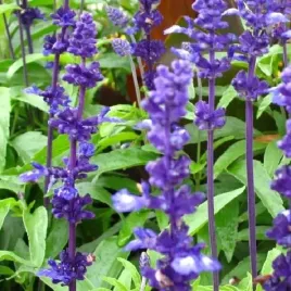 olej-z-naion-chia-100ml-olej-kosmetyczny-olej-bazowy