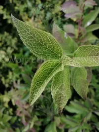 forsycja-zielona-kumson-oryginalny-rzadki-okaz