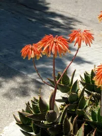 aloes-mitriformis-aloe-perfoliata-p5