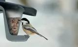 karmnik-dla-ptakow-birdyfeed-double