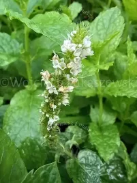 mieta-marokanska-aromatyczna-i-orzezwiajaca