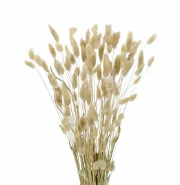 suszony-lagurus-naturalny-dmuszek-jajowaty-60-szt