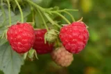 malina-czerwona-jesienna-2l-producent-szkolka-pnaczy-marek-wedrowski