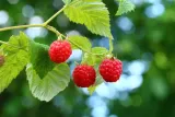 malina-czerwona-jesienna-2l-nazwa-lacinska-rubus-idaeus