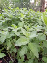 mieta-ogrodowa-sadzonka-na-herbatke-i-susz