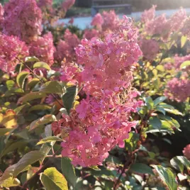 hortensja-karmazynowa-bukietowa-2l