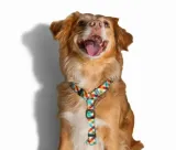 zee-dog-szelki-dla-psa-phantom-l