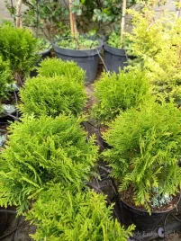 thuja-danica-idealna-karlowa-kula-bez-ciecia-tuja