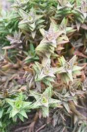 aloe-squarrosa-rzadki-aloes-13-cm-p5