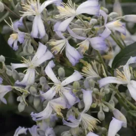 powojnik-praecox-okrywowy-2l