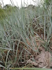 wydmuchrzyca-piaskowa-trawa-wydmowa-niebieska