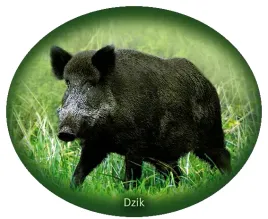 naklejka-dzik-09