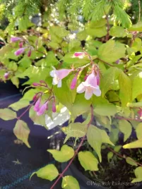 kolkwicja-chinska-maradco-zlocista-ciekawostka