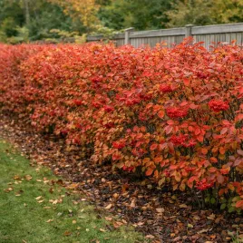 glogownik-kosmaty-krzew-ozdobny-owoce-jesienne-wybarwienie