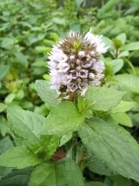 mieta-czekoladowa-o-przyjemnym-apetycznym-zapachu