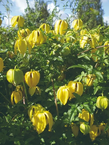 powojnik-bill-mckenzie-tangucki-2l-nazwa-lacinska-clematis
