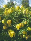 powojnik-bill-mckenzie-tangucki-2l-nazwa-lacinska-clematis