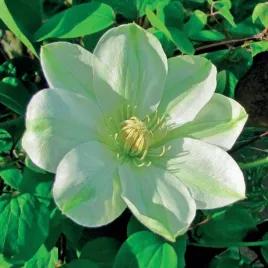 powojnik-guernsey-cream-wielkokwiatowy-1l