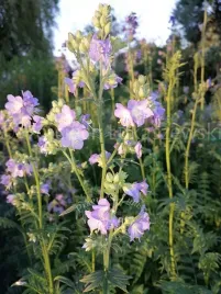 wielosil-blekitny-sadzonka-oczko-wodne-kompozycje